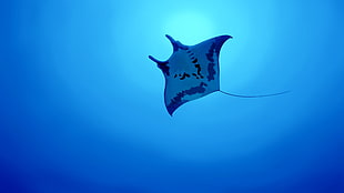white and black manta ray, animals, fish, underwater, Stingray