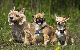 tan cairn terrier and two tan Chihuahua siting on grass