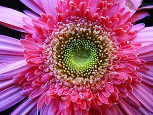 pink Gerbera flower macro photography