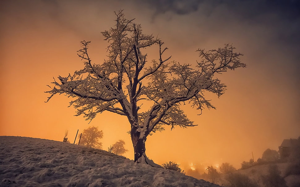tree painting, winter, snow, trees, sunlight HD wallpaper