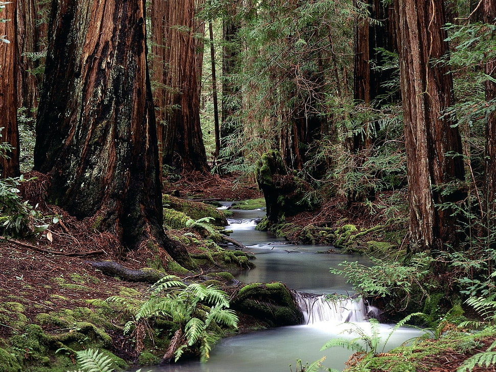 river surrounded by trees HD wallpaper
