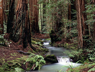 river surrounded by trees