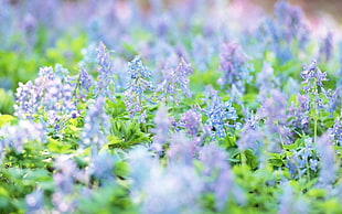 white and purple petaled flowers, flowers, nature, depth of field, blue flowers