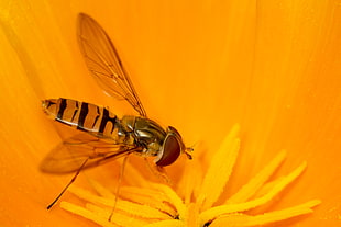 shallow focus photography of fly on yellow flower HD wallpaper