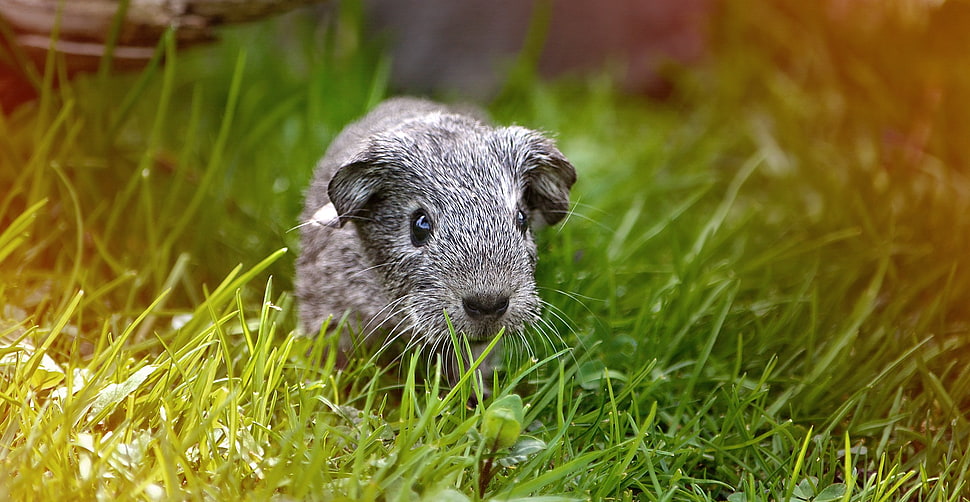 gray animal on green grass HD wallpaper