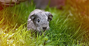 gray animal on green grass