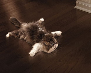 black and white long coated cat on brown wooden floor