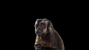 brown monkey, photography, mammals, monkey, simple background