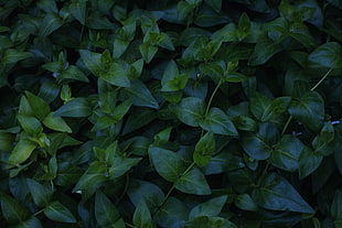 green leaf plant, Plant, Foliage, Green