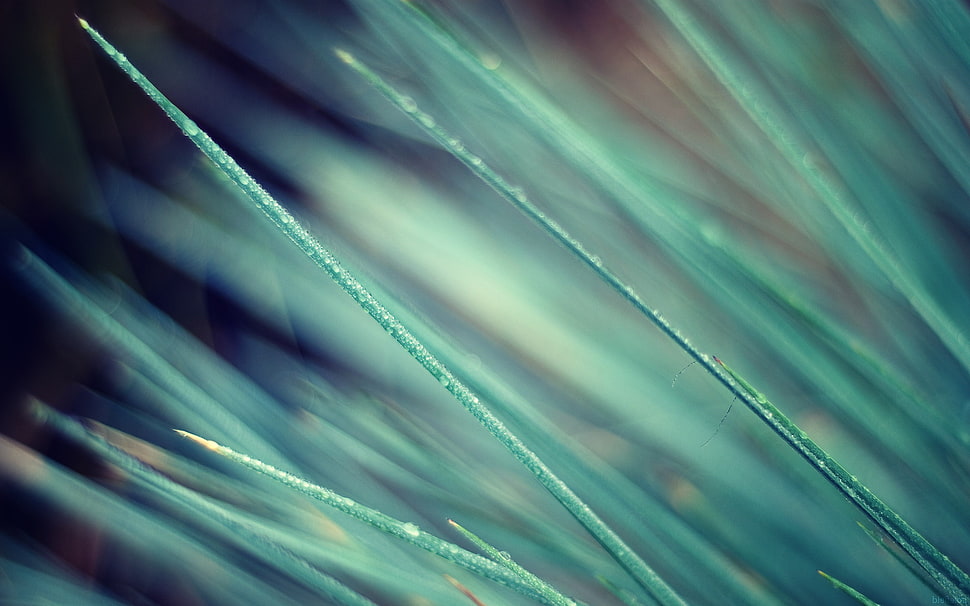 nature, macro, grass HD wallpaper