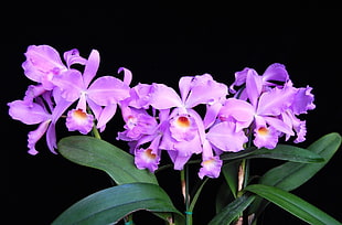 purple petaled flowers in closeup photo