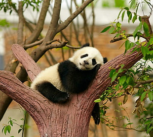 panda animal, animals, happy HD wallpaper