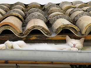 white short coated cat lying on gray steel rack