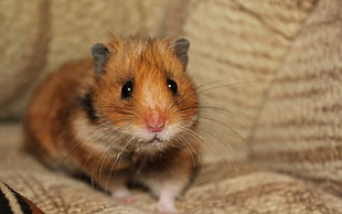 brown and white hamster HD wallpaper