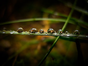 water drops, nature, water drops, macro, grass HD wallpaper