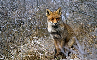 Fox,  Grass,  Sit HD wallpaper