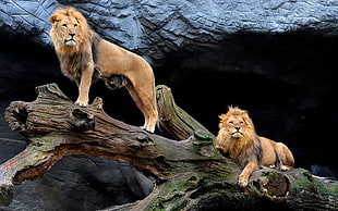 landscape photography of lions