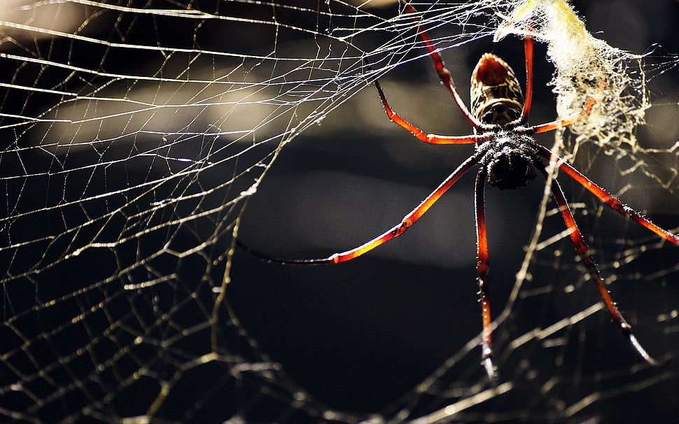 black and red spider, macro, animals, spider HD wallpaper
