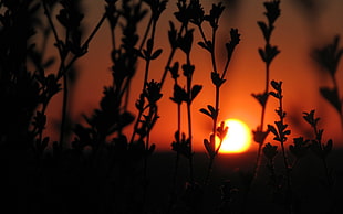 silhouette photo of plants, sunset, backlighting, nature, orange