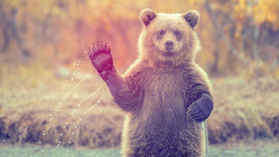 black grizzly bear, bears HD wallpaper