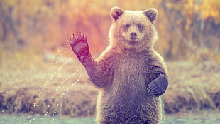 black grizzly bear, bears HD wallpaper