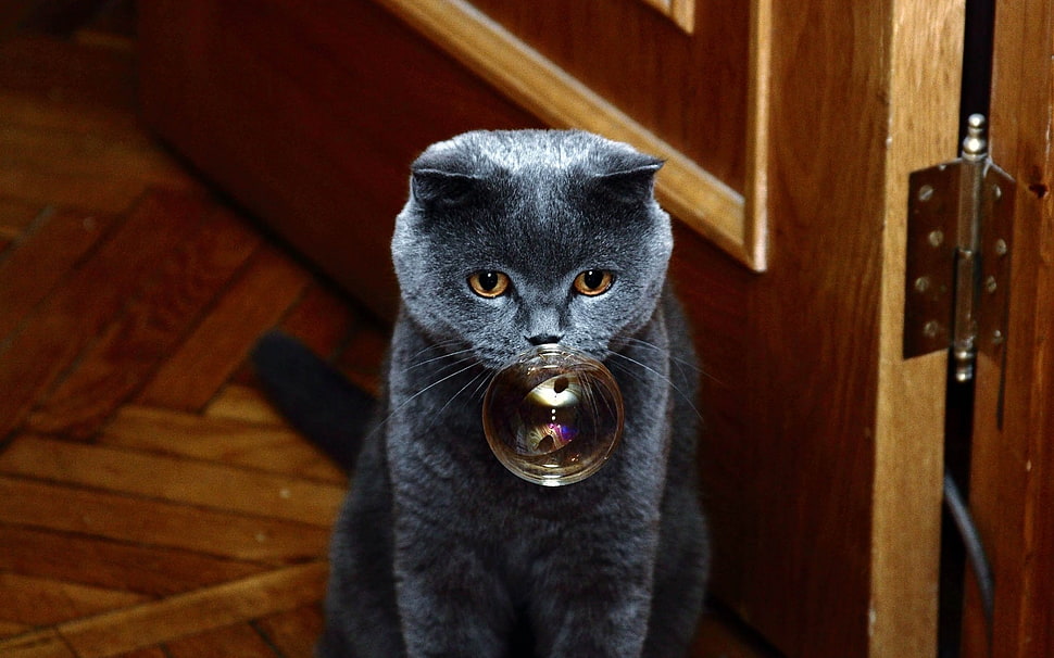 short-coated gray cat with bubble HD wallpaper