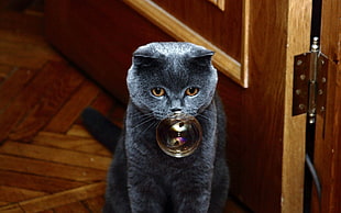 short-coated gray cat with bubble