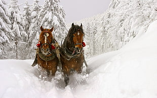 two brown horses, horse, snow