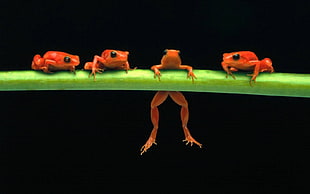 four red frogs, frog, amphibian, animals
