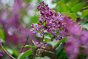 purple cluster flowers, nature, leaves, lilac, flowers