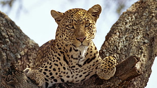 white, orange, and black jaguar, animals, jaguars