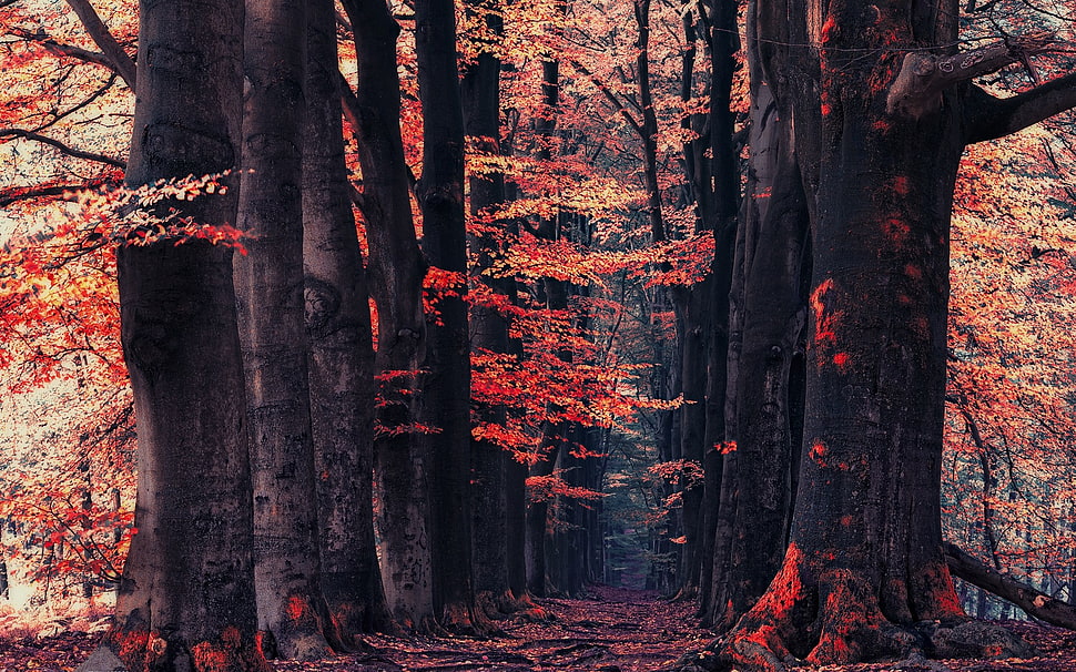 orange leaf trees HD wallpaper