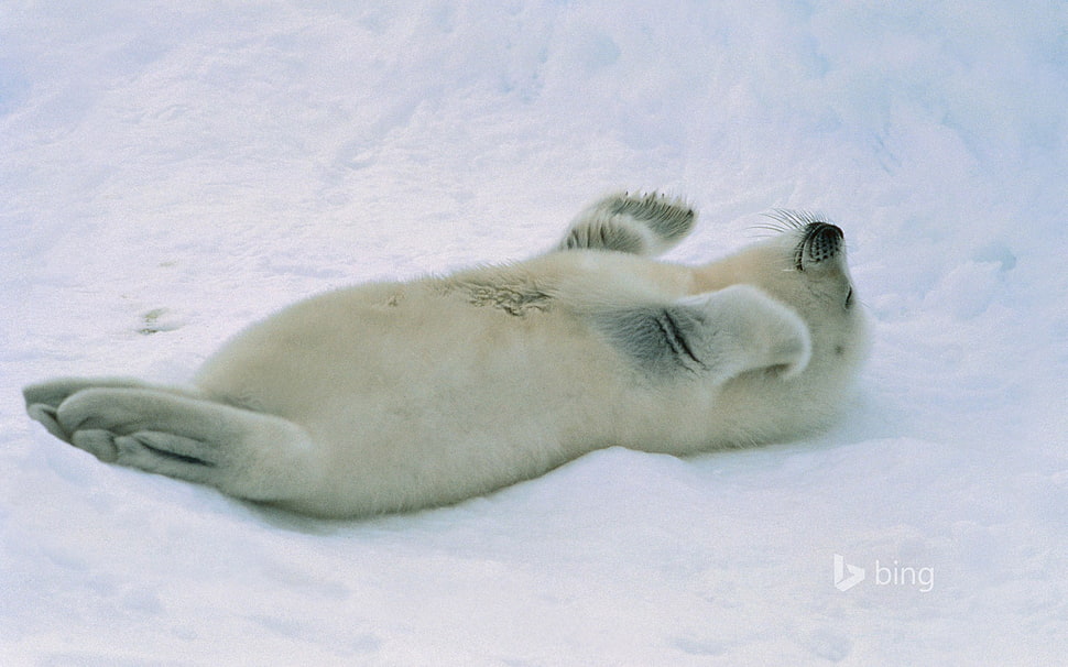 polar cub, animals, nature, seals HD wallpaper