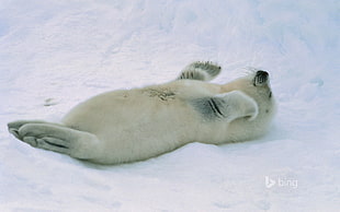 polar cub, animals, nature, seals