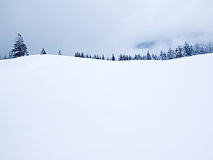 white snow near black trees