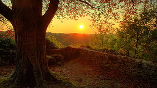 brown tree trunk and sun set, trees, sunlight, point of view, landscape HD wallpaper