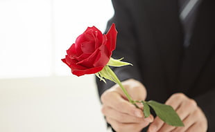 photography person holding red rose flower