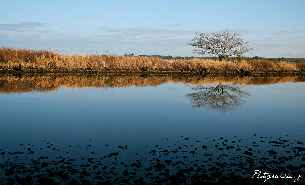 grass field, landscape, reflection HD wallpaper