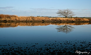 grass field, landscape, reflection HD wallpaper