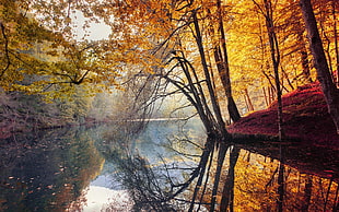 photo of forest near river during daytime