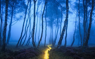 green tree lot, forest, landscape