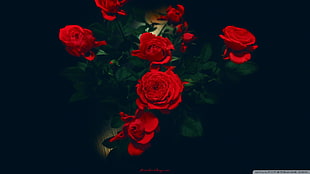 red roses, flowers, rose, simple background, plants