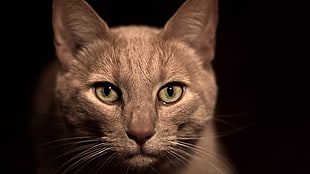 close up photo of gray cat