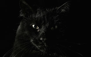 photo of black cat HD wallpaper