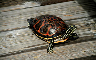 black and red turtle on brown wooden floor