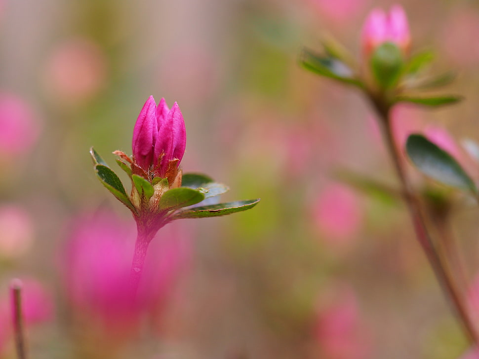 pink flower bud in tilt shift photography HD wallpaper