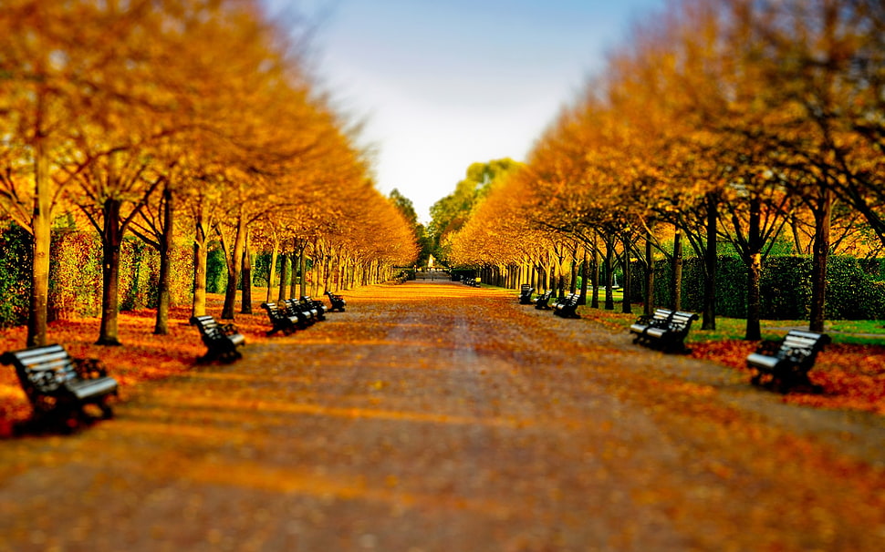 benches surrounded with orange-leaf trees HD wallpaper