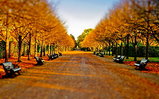 benches surrounded with orange-leaf trees