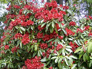red flowered tree during daytime