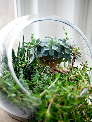 green leaf plant with white pot, plants, succulent, glass, nature